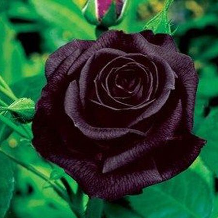 Black Bush, Rose Seeds image number null